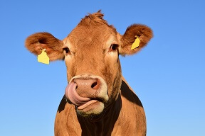 Happy Cow