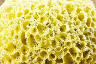 Sponge showing bubbles formed by gas
