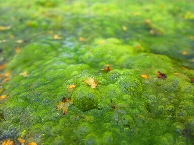 Algae to be made into Algae Oil