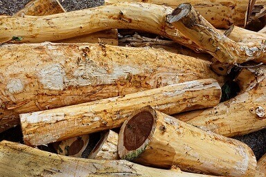 Debarked Wood