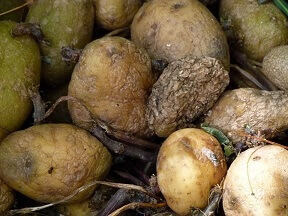 Food Waste Transfer